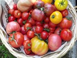 panier tomates.jpg